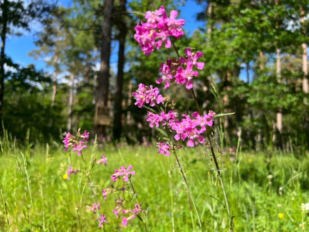 Blommor från surrande sommaräng