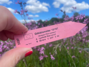 Lapp med identitet på blommor och frö av surrande sommaräng